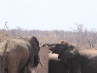 Marion, Romane South Africa 2014 (19 of 19) : KNP Pharlaborwa, Marion visit